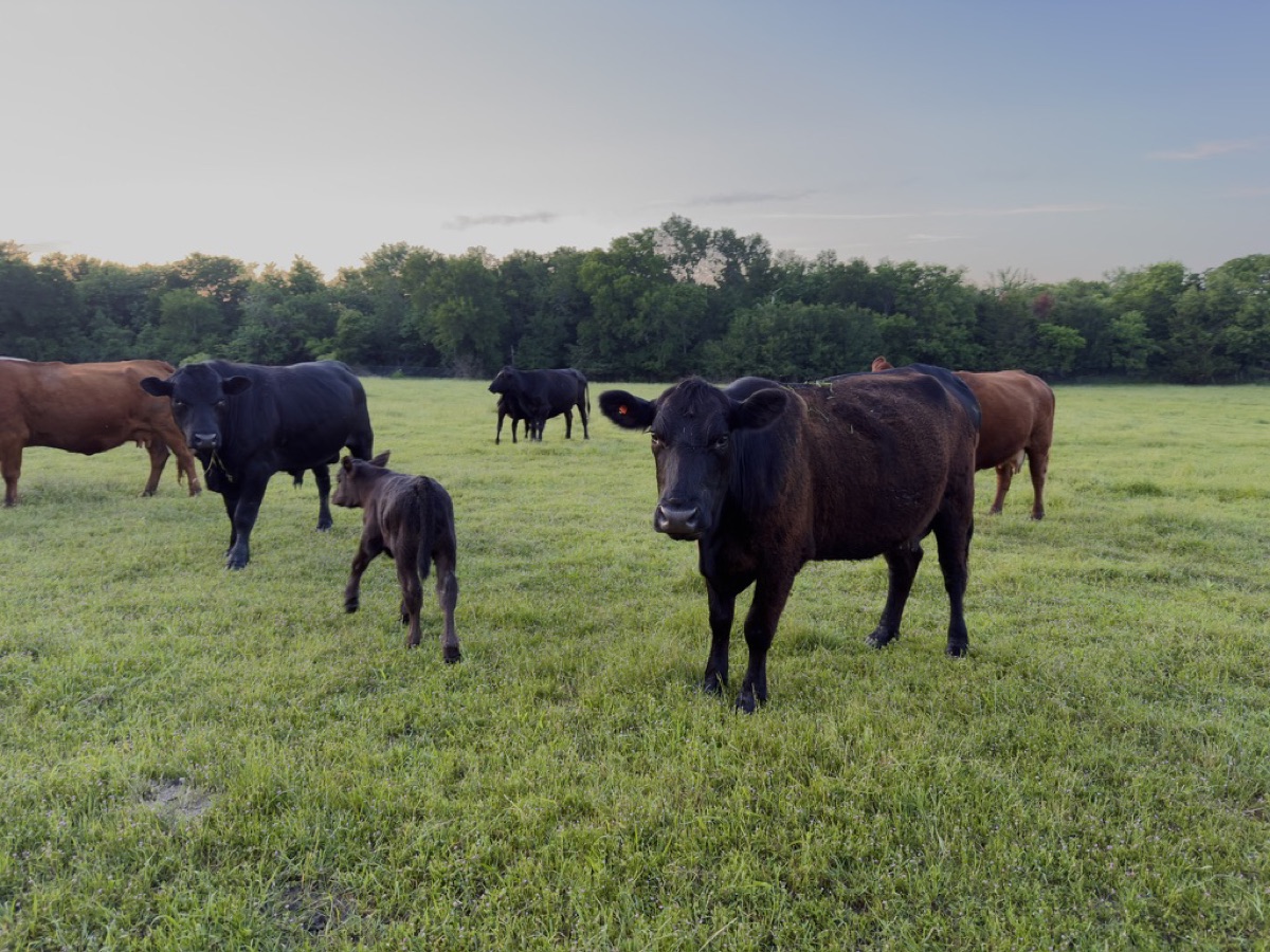 Cows at the gate of the farm in Texas